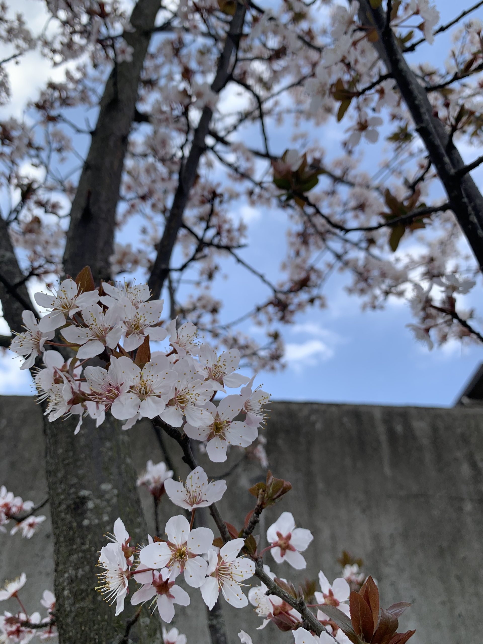 桜の季節のロゼワイン